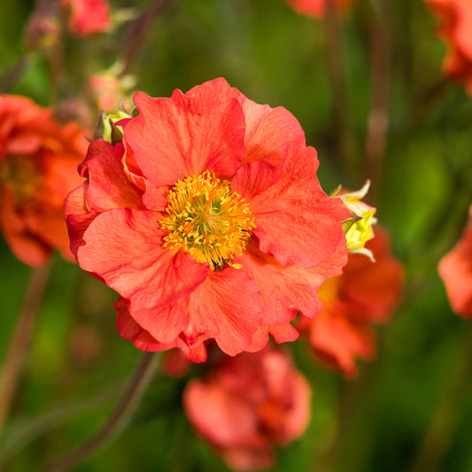 Geum 'Scarlet Tempest' PBR'