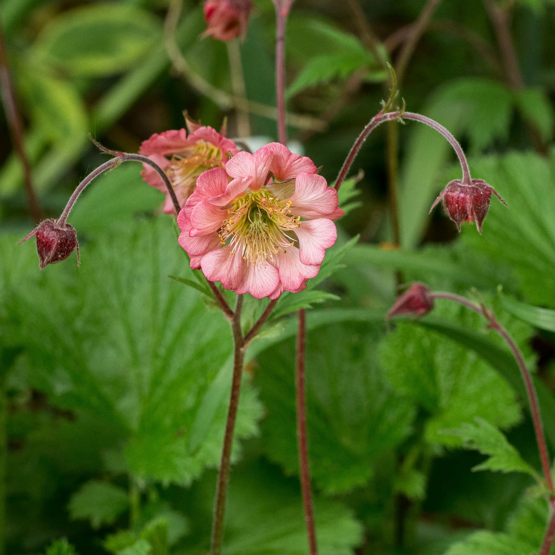 Geum 'Bell Bank' — semi-double coral-pink flowers with golden stamens on slender red stems above mid-green foliage, with nodding buds