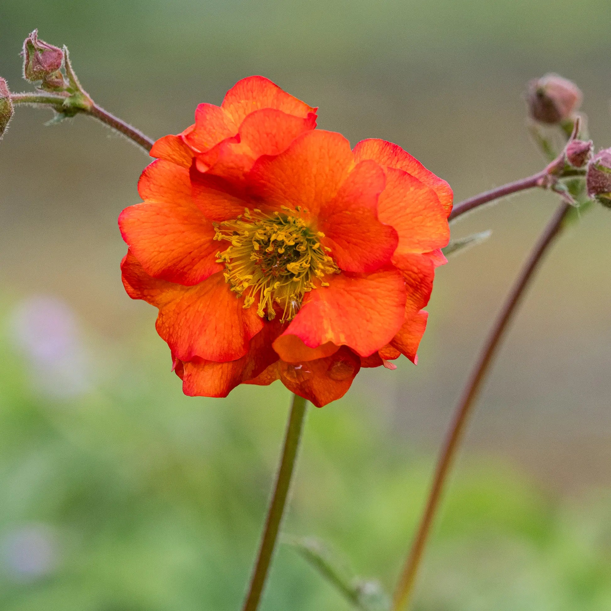 Geum 'Dolly North' — close-up of a vivid semi-double orange-red flower with a golden centre on a slender branching stem