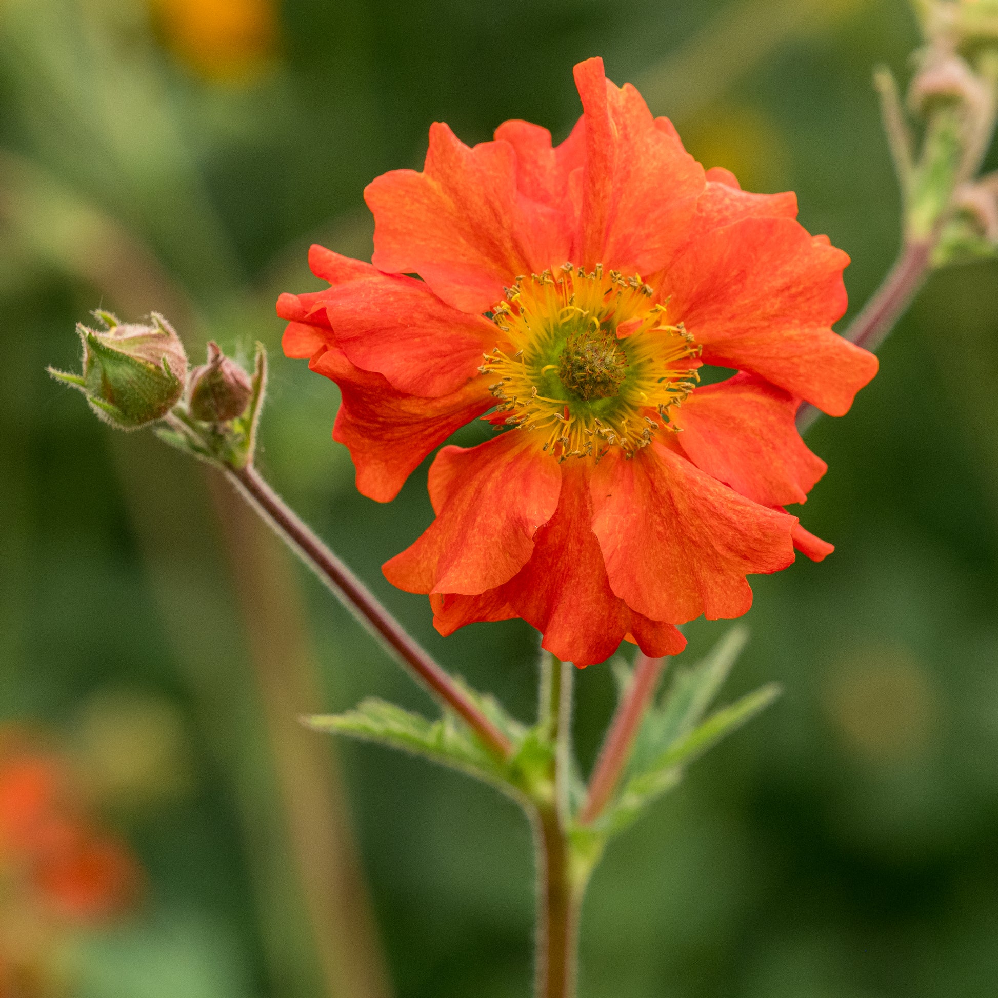 Geum 'Dolly North' - Hardy's Cottage Garden Plants