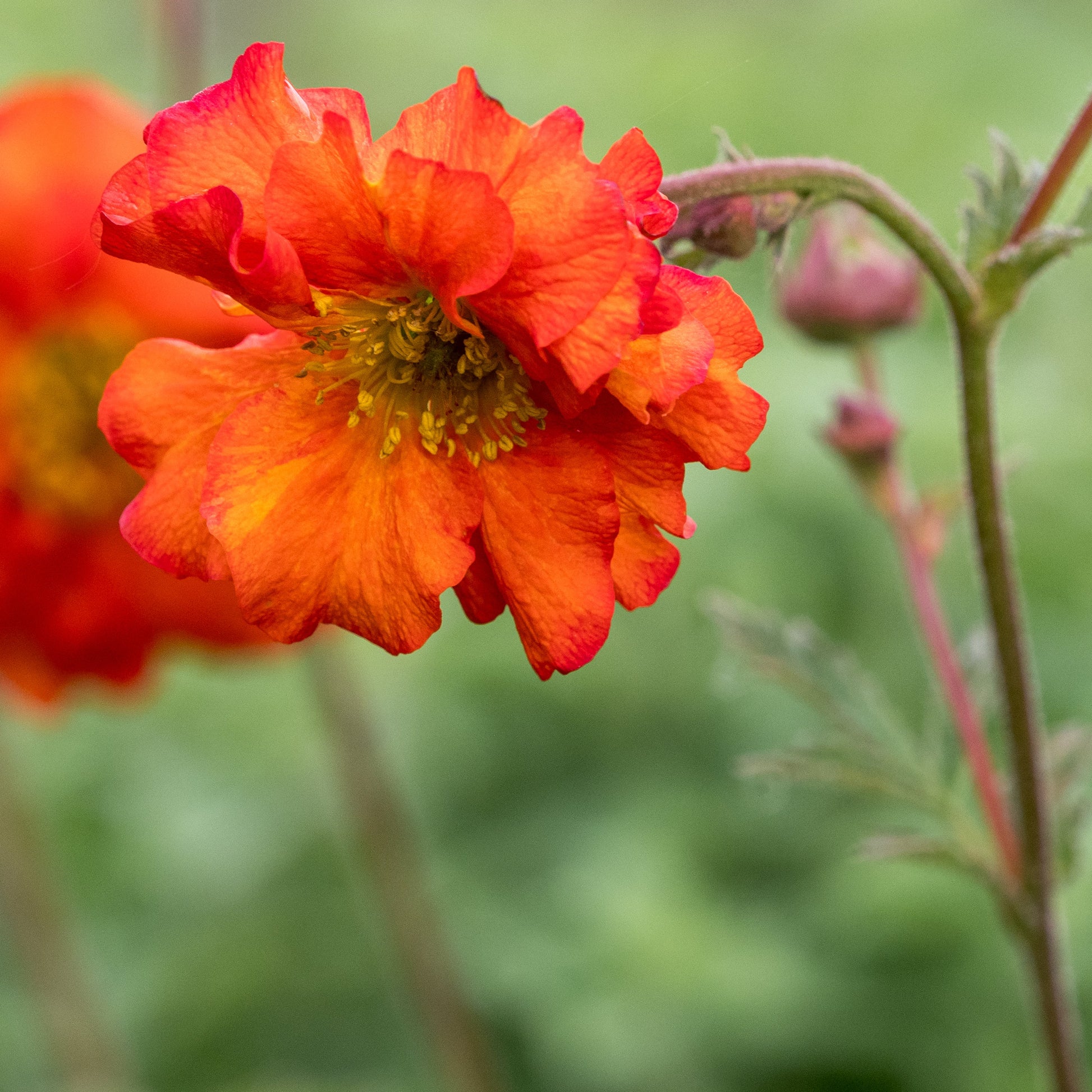 Geum 'Dolly North' - Hardy's Cottage Garden Plants