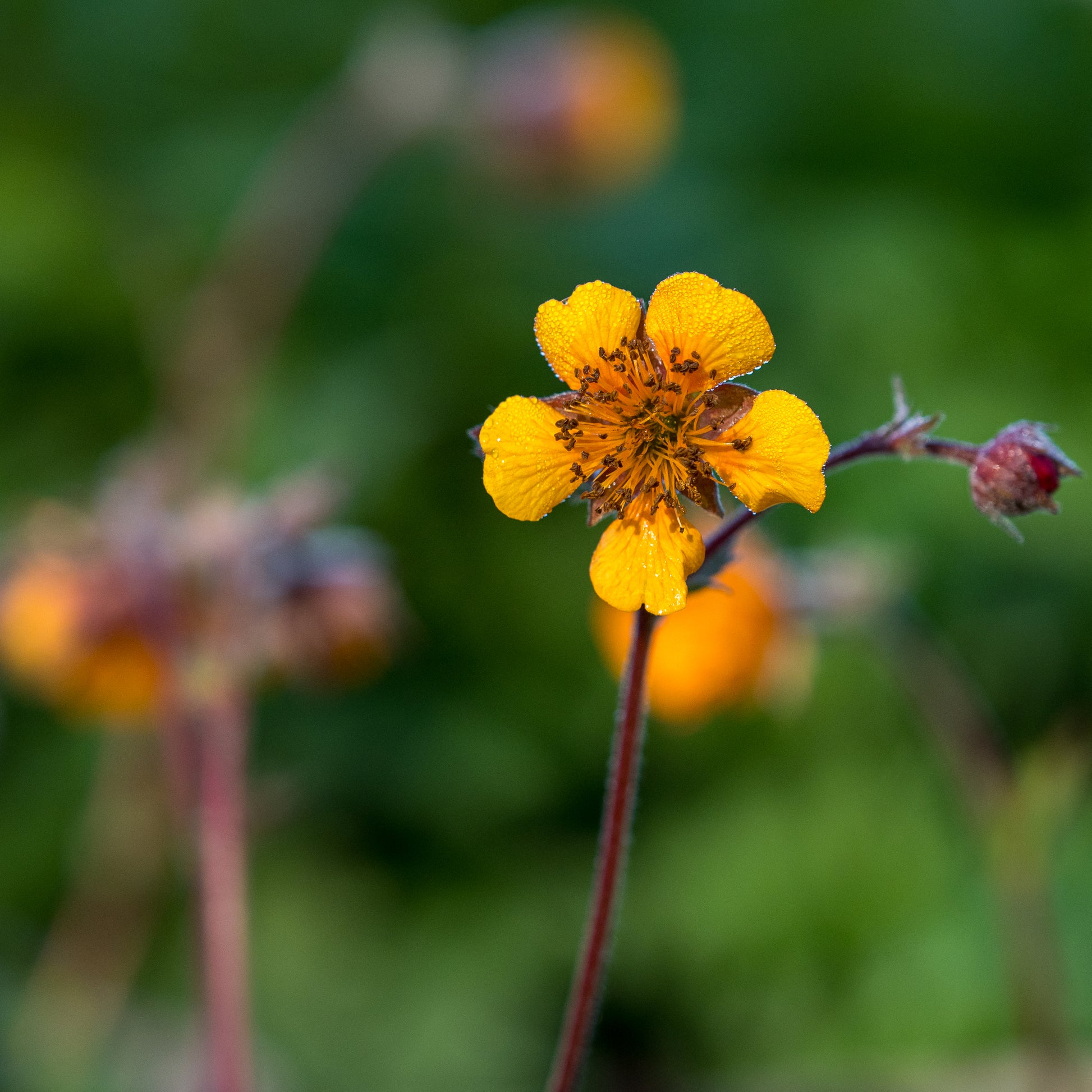 Geum 'Karlskaer' - Hardy's Cottage Garden Plants