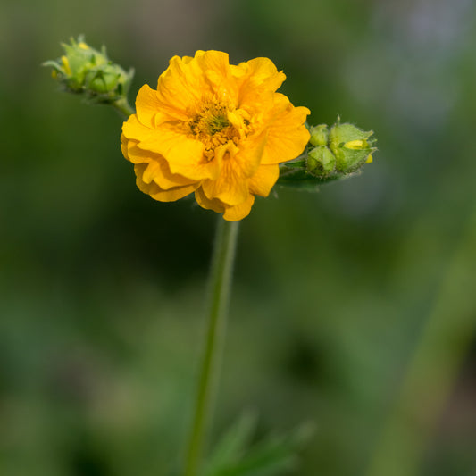 Geum 'Lady Stratheden'