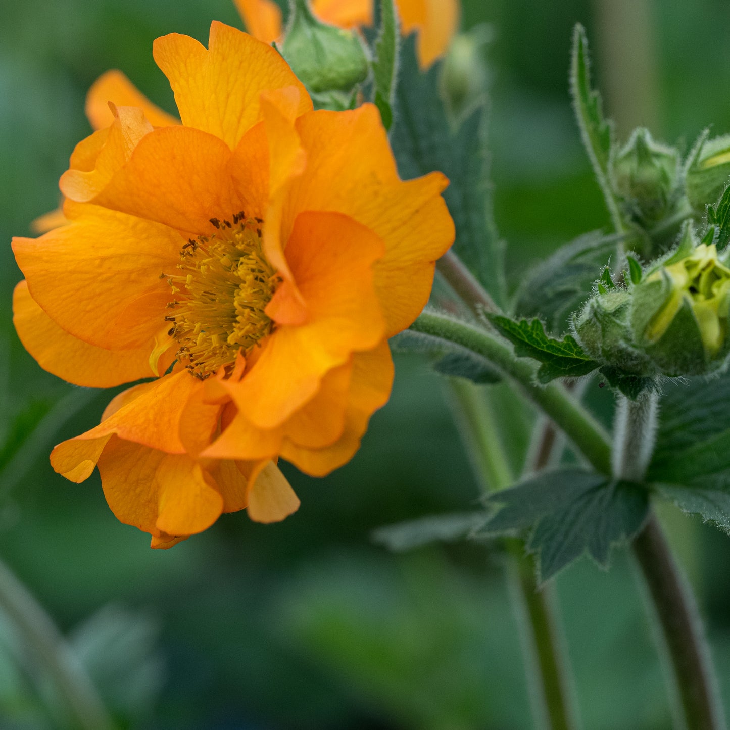 Geum 'Mandarin'