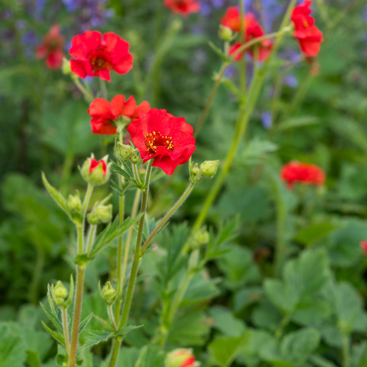 Geum Mrs J. Bradshaw - Hardy's Cottage Garden Plants