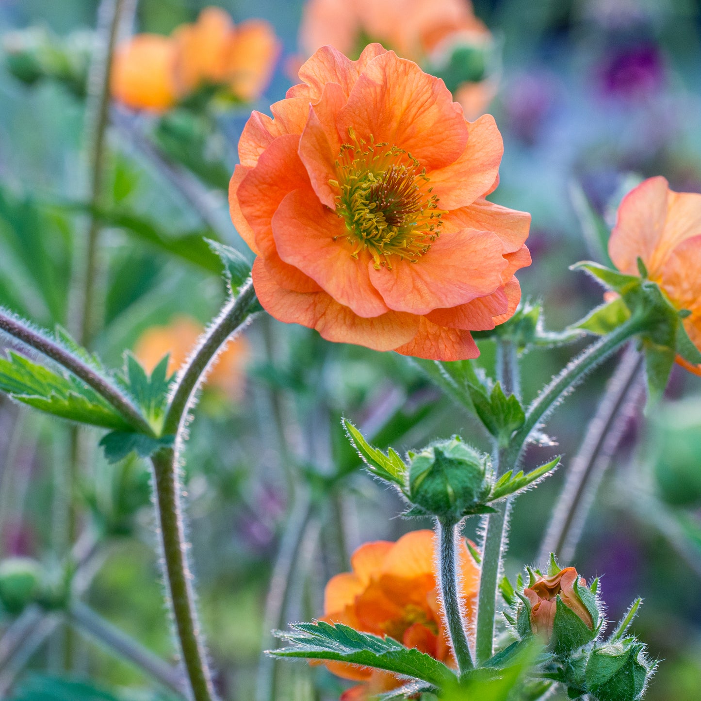 Geum 'Prinses Juliana' - Hardy's Cottage Garden Plants
