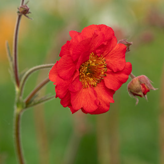 Geum 'Red Wings' - Hardy's Cottage Garden Plants