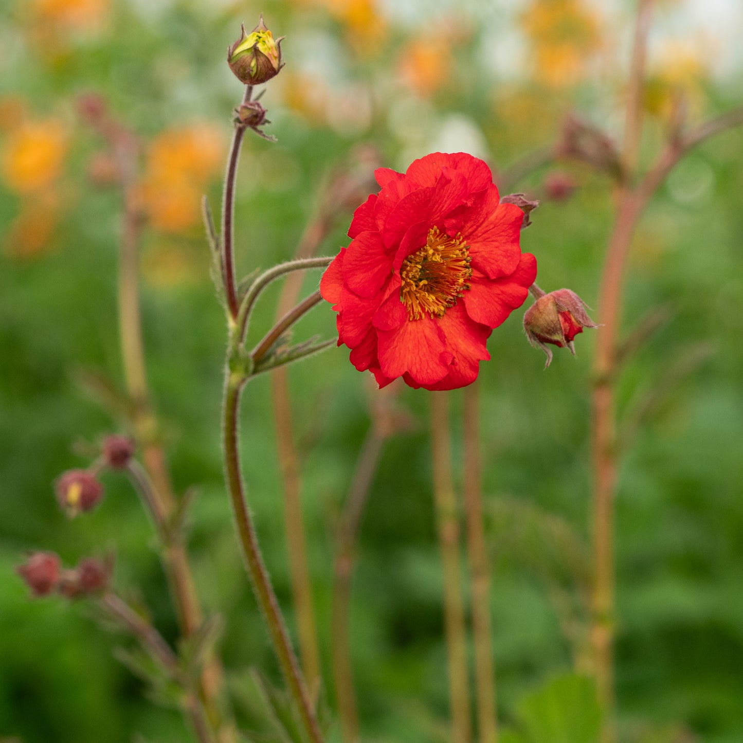 Geum 'Red Wings'
