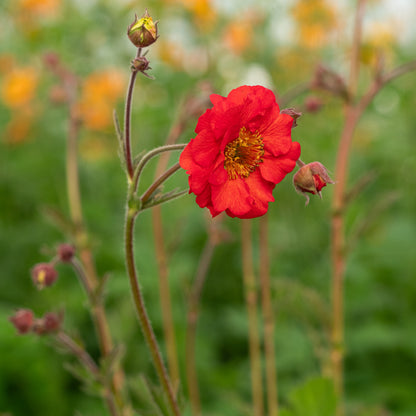 Geum 'Red Wings' - Hardy's Cottage Garden Plants