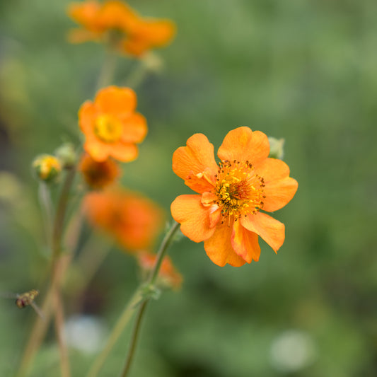 Geum 'Rijnstroom' - Hardy's Cottage Garden Plants