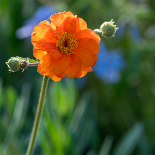 Geum 'Rijnstroom'