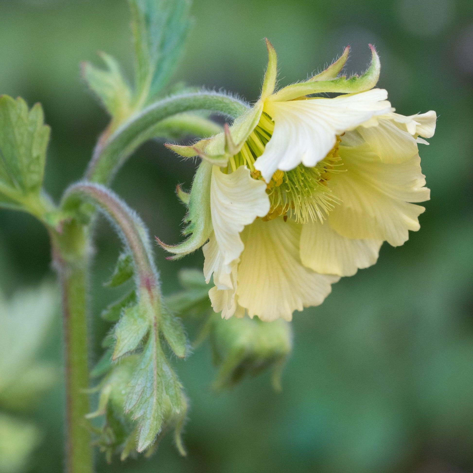 Geum 'Tales of Hex' - Hardy's Cottage Garden Plants