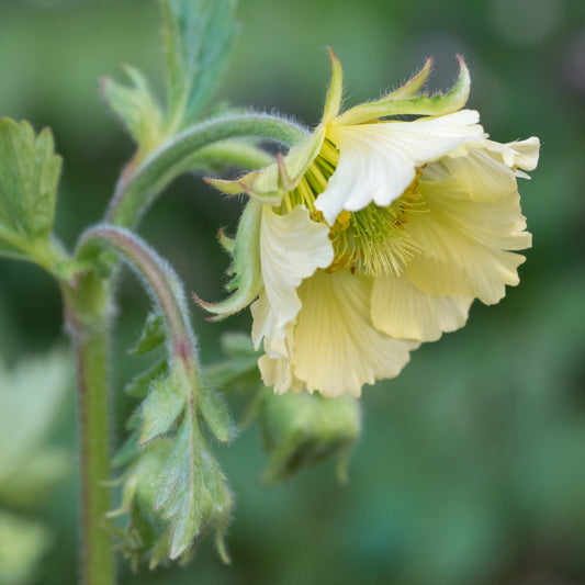 Geum 'Tales of Hex'