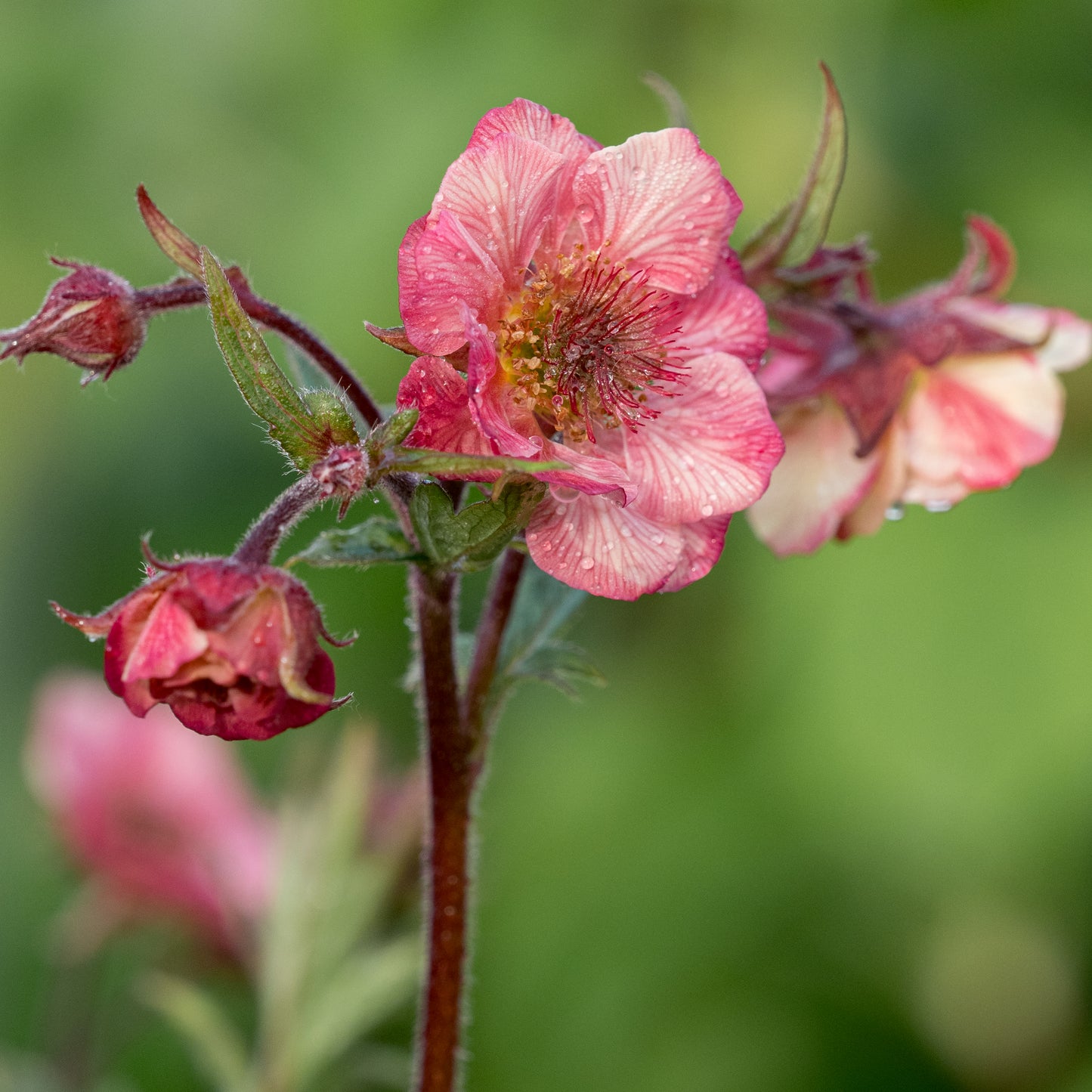 Geum Tempo Rose ('Tngeutr') (Tempo Series) (d) - Hardy's Cottage Garden Plants