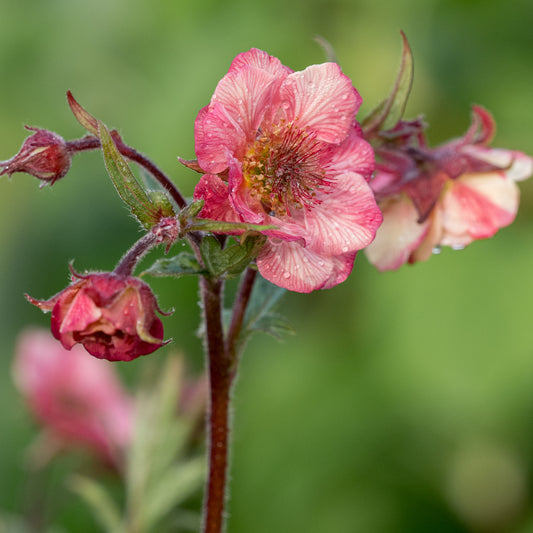 Geum Tempo Rose ('Tngeutr') (Tempo Series) (d)
