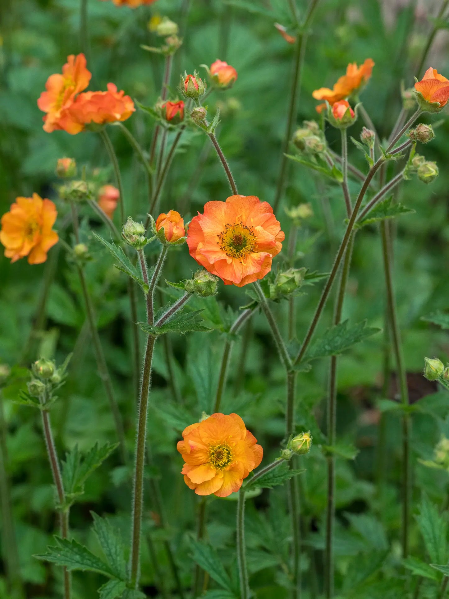 Geum 'Totally Tangerine' — masses of semi-double tangerine-orange flowers on tall slender stems above green foliage, with buds at various stages