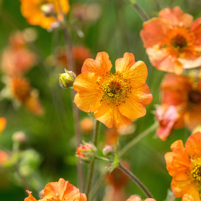 Geum 'Totally Tangerine' — apricot-orange flowers on tall airy stems, a cottage garden favourite grown peat-free at Hardy's