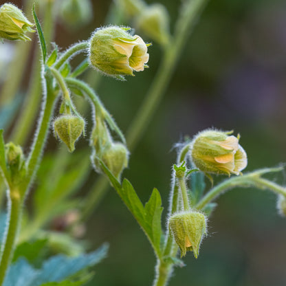 Geum rivale 'Album' - Hardy's Cottage Garden Plants
