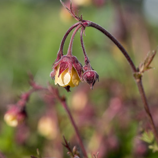 Geum rivale 'Cream Drop'