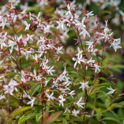 Gillenia trifoliata - Hardy's Cottage Garden Plants