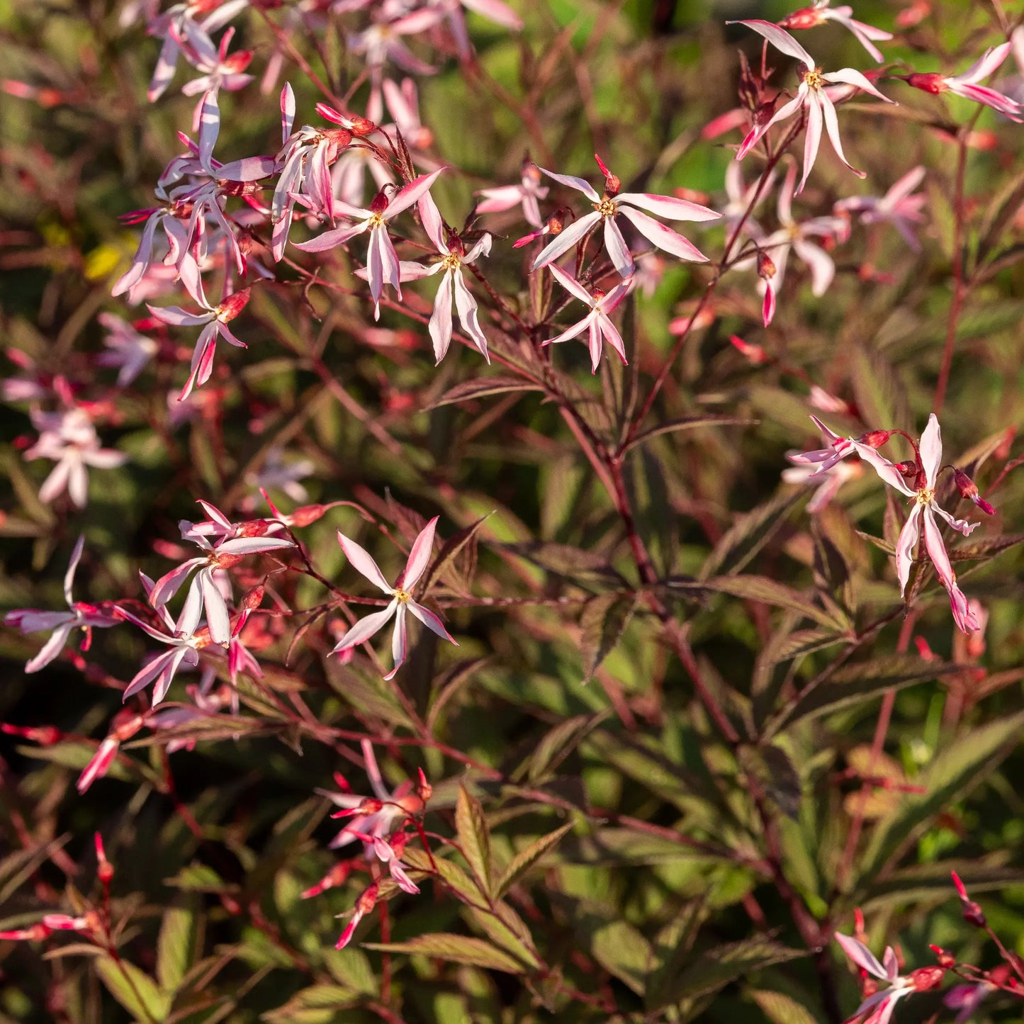 Gillenia trifoliata 'Pink Profusion' — delicate pink starry flowers on red stems above bronze-purple foliage

