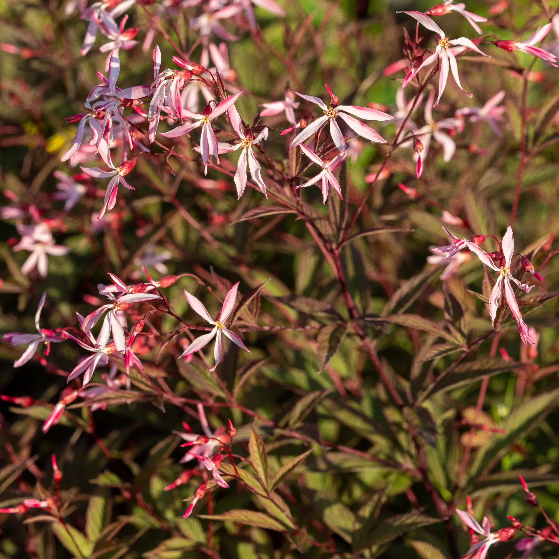 Gillenia trifoliata 'Pink Profusion' — delicate pink starry flowers on red stems above bronze-purple foliage

