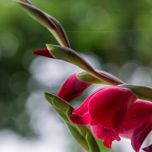 Gladiolus 'Ruby' (_papilio_ hybrid)