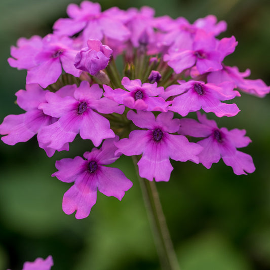 Glandularia Seabrook's Lavender ('Sealav'PBR)