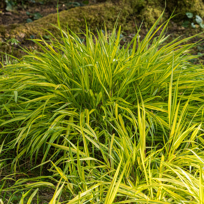 Hakonechloa macra 'Aureola' - Hardy's Cottage Garden Plants