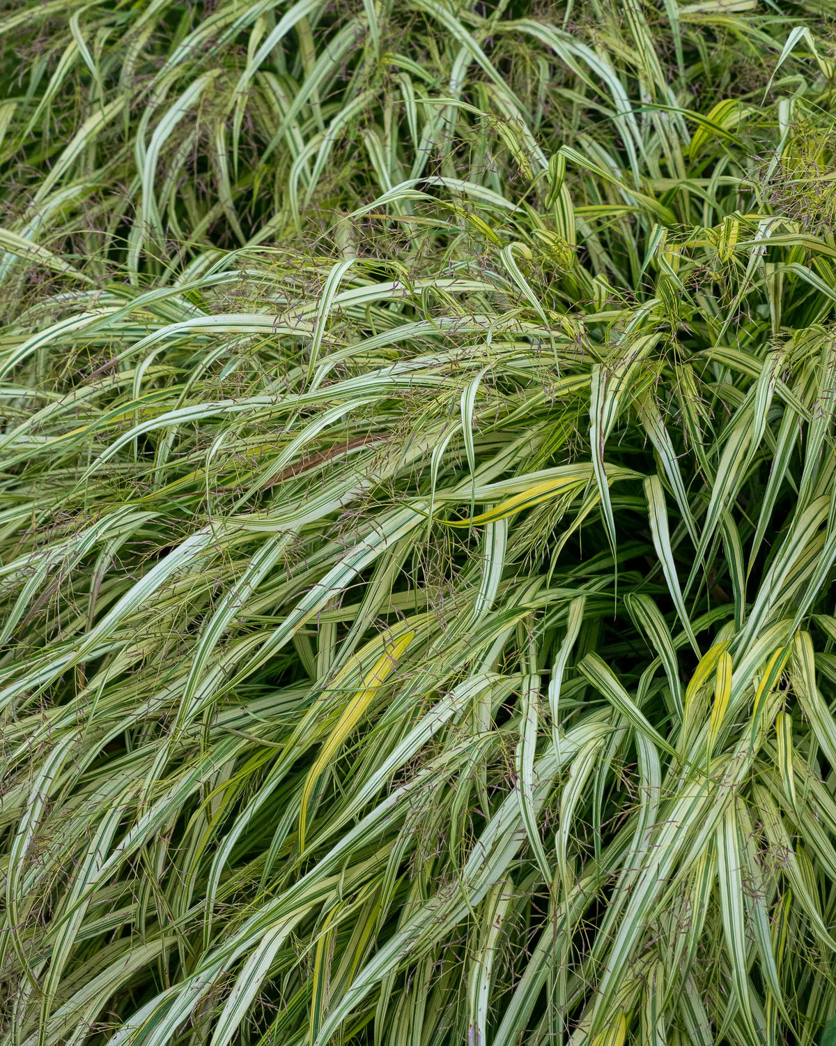 Hakonechloa macra 'Aureola' - Hardy's Cottage Garden Plants