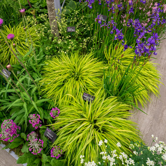 Hakonechloa macra 'Aureola' - Hardy's Cottage Garden Plants