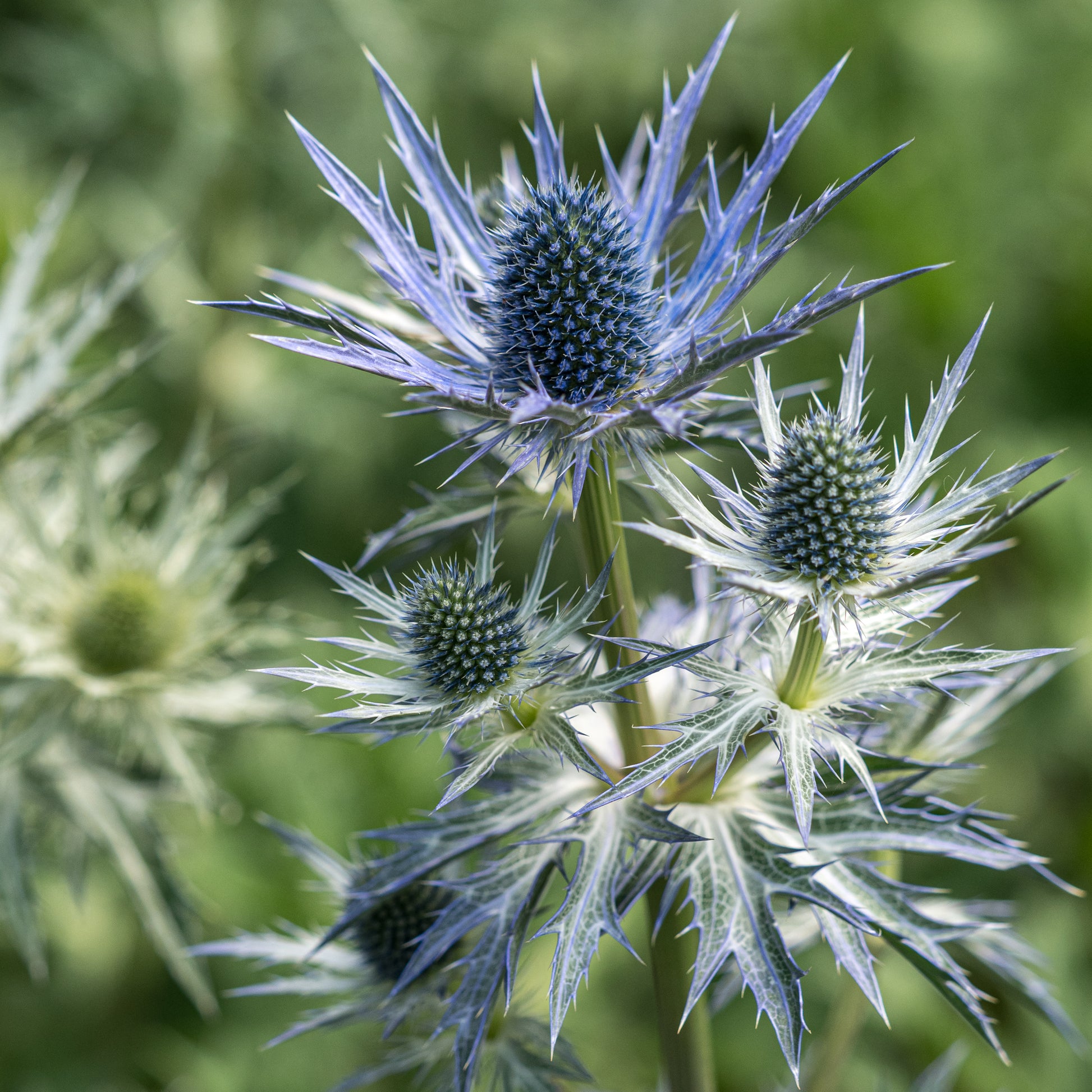 Eryngium × olivierianum 'Jos Eijking' - Hardy's Cottage Garden Plants