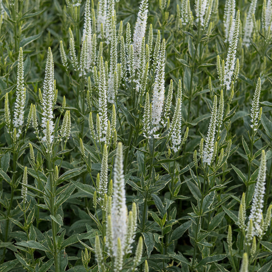 Veronica longifolia 'Charlotte' PBR (v)