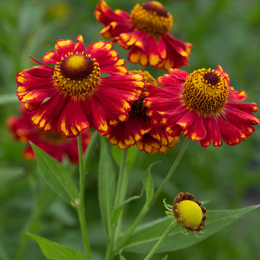 Helenium 'Vicky'