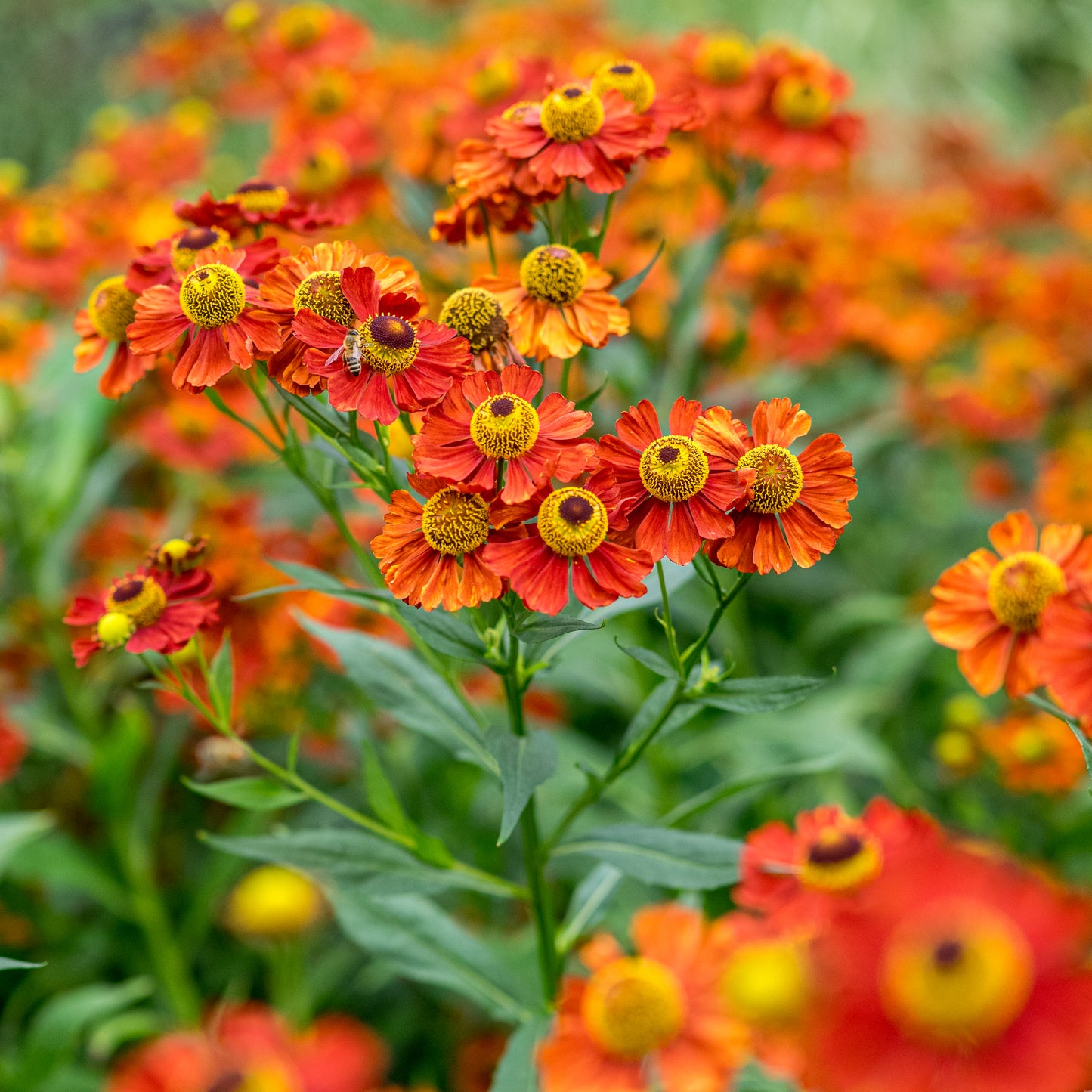 Helenium 'Baudirektor Linne' - Hardy's Cottage Garden Plants