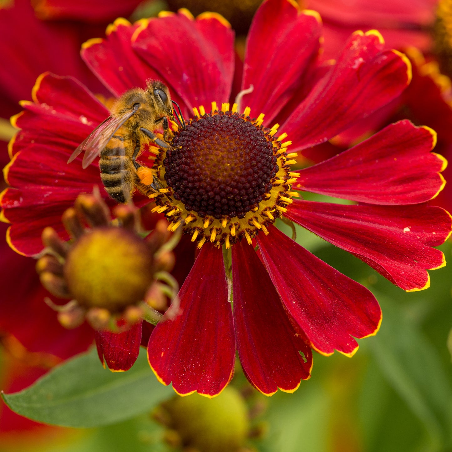 Helenium 'Dauerbrenner'