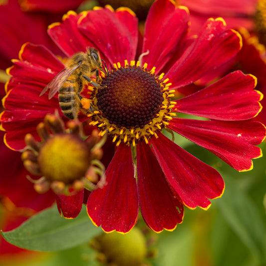 Helenium 'Dauerbrenner'