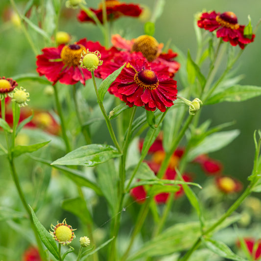 Helenium 'Mahagoni'