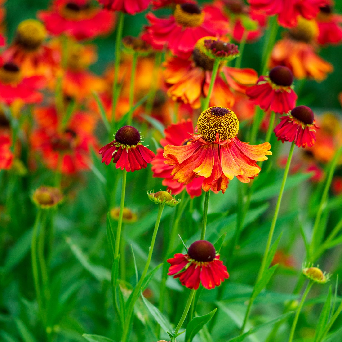 Helenium 'Moerheim Beauty'