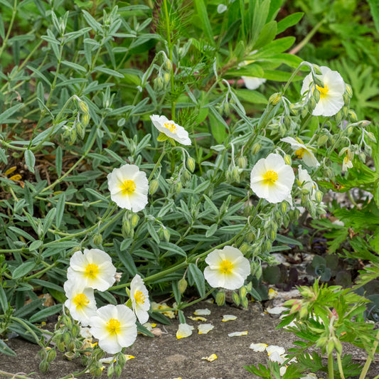 Helianthemum 'Wisley White'