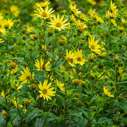 Helianthus 'Lemon Queen' - Hardy's Cottage Garden Plants