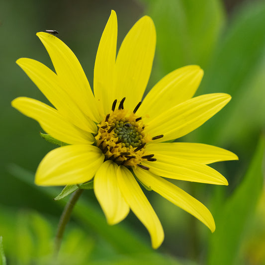 Helianthus 'Lemon Queen' - Hardy's Cottage Garden Plants