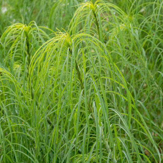 Helianthus salicifolius — close-up of arching, thread-like leaves clothing the stem in a fine, cascading silhouette