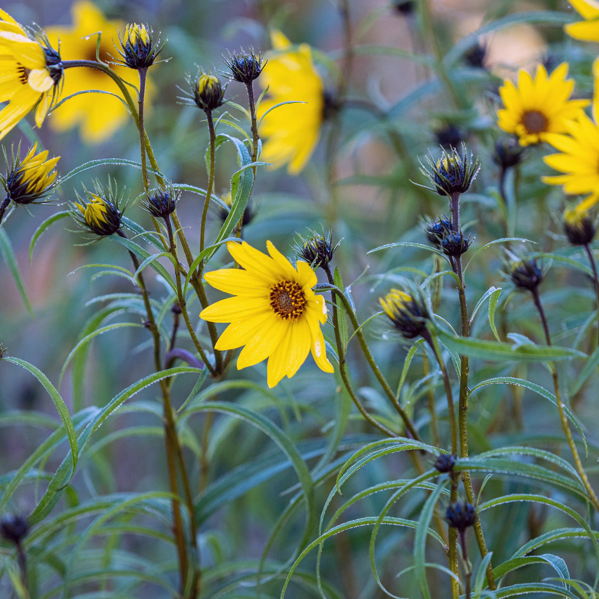 Helianthus salicifolius — vivid yellow daisy flowers with cinnamon-brown centres on dark stems, with buds and narrow leaves