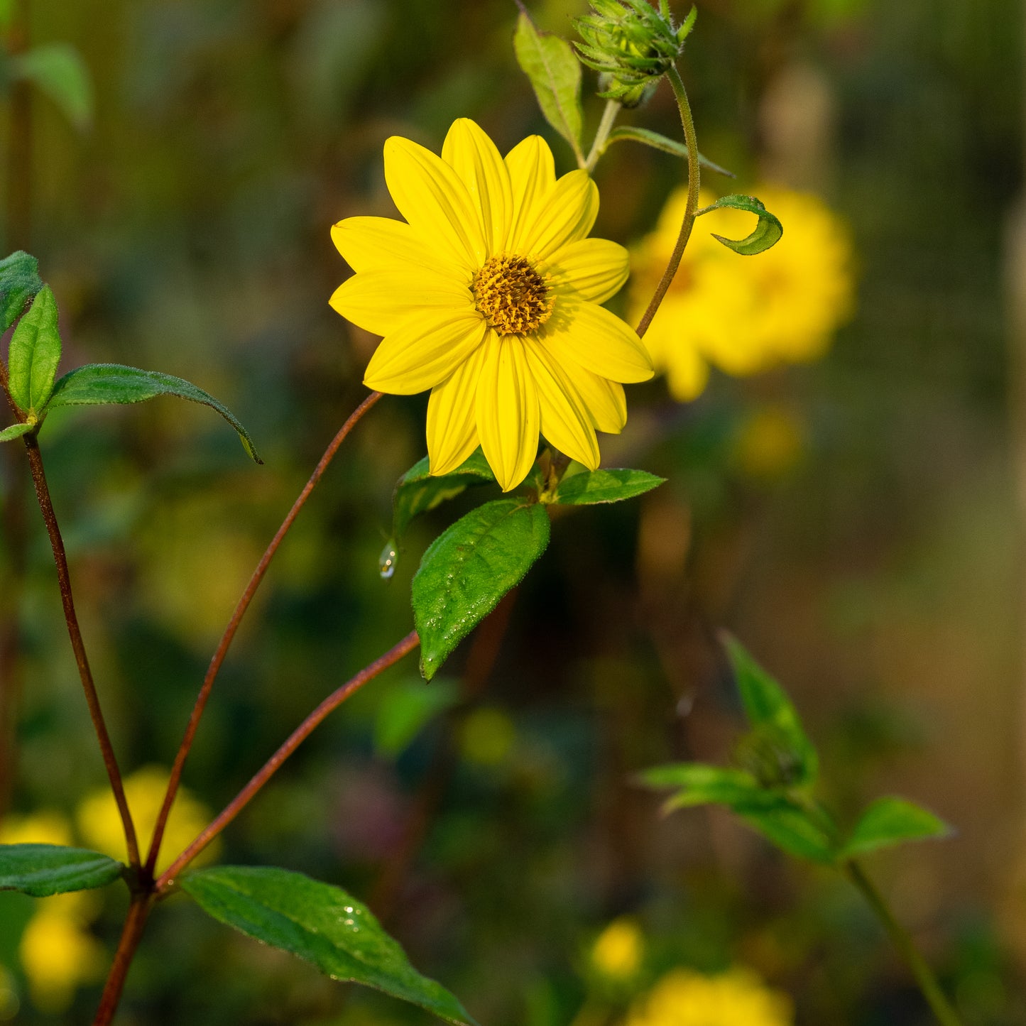 Helianthus giganteus - Hardy's Cottage Garden Plants