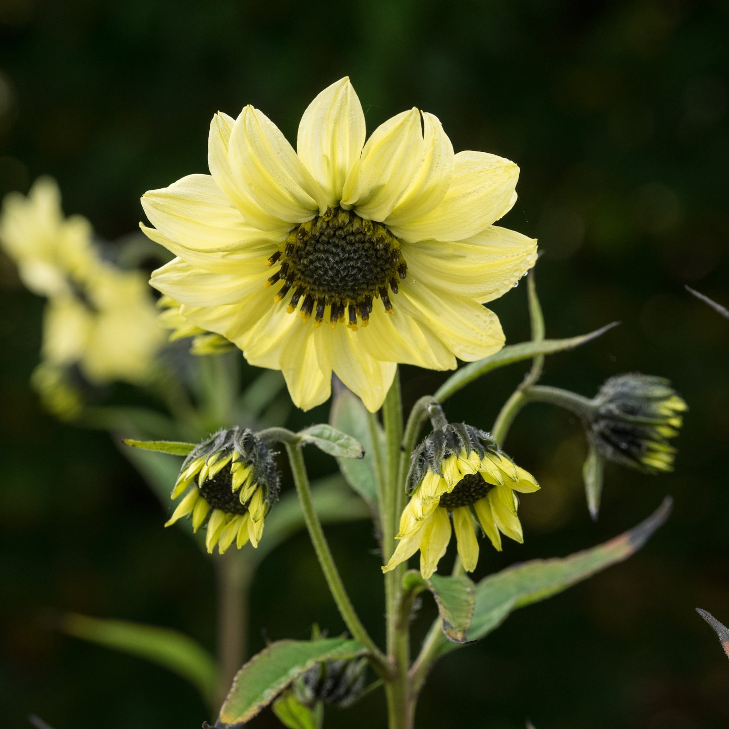 Helianthus giganteus 'Sheila's Sunshine'