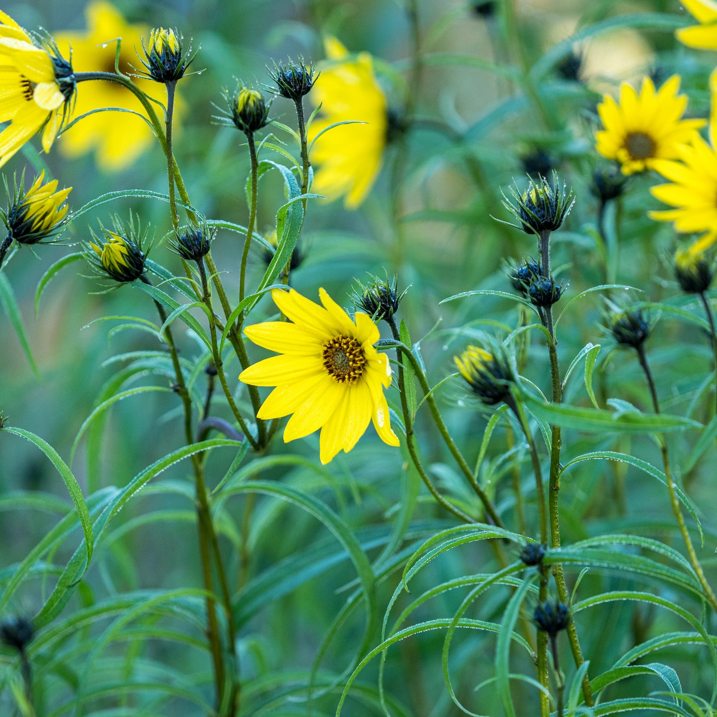 Helianthus salicifolius - Hardy's Cottage Garden Plants