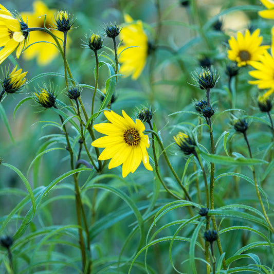 Helianthus salicifolius