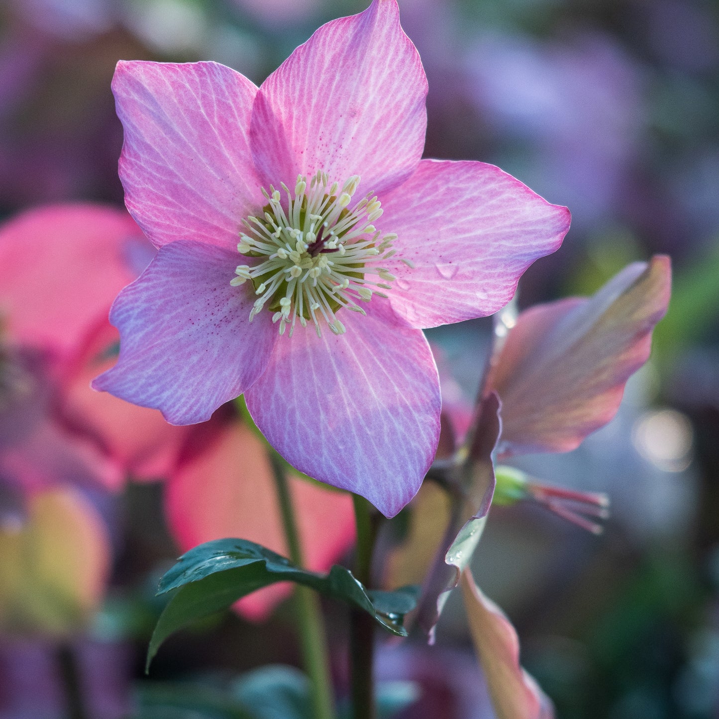 Helleborus Walberton's Rosemary ('Walhero'PBR) - Hardy's Cottage Garden Plants