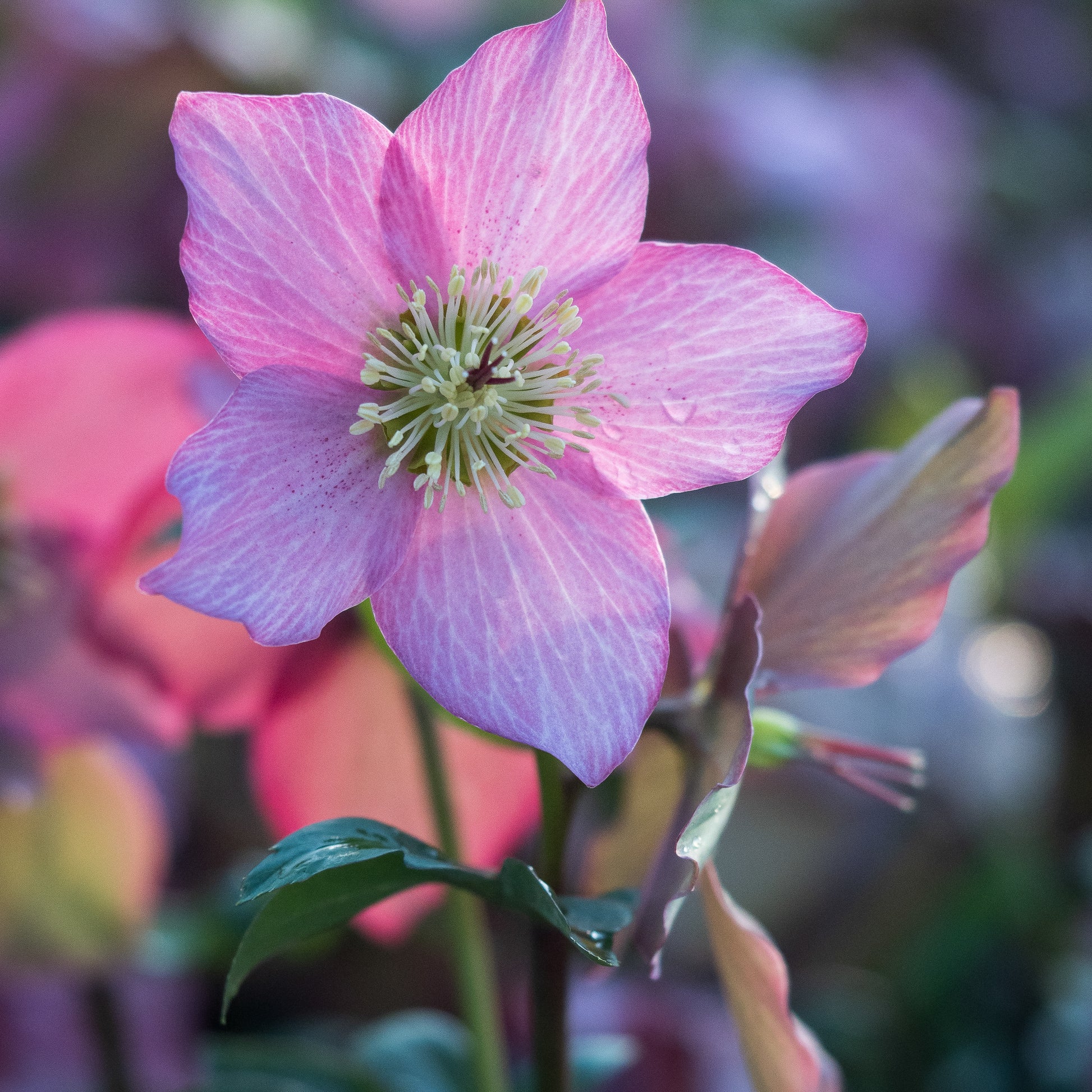 Helleborus Walberton's Rosemary ('Walhero'PBR) - Hardy's Cottage Garden Plants